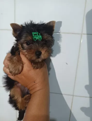 Yorkshari a pronta entrega