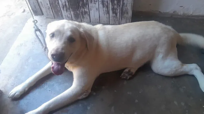 Labrador porte grande à procura de uma namorada