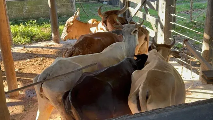Lote de Gado: 05 vacas