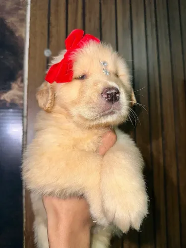 Golden Retriever filhote/ pronta entrega
