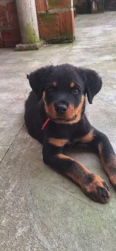 Rottweiler cabeça de touro 