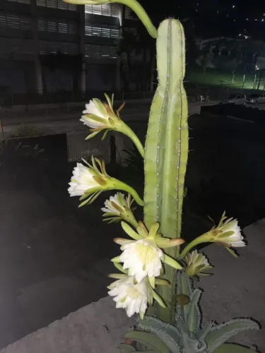 Cacto azul