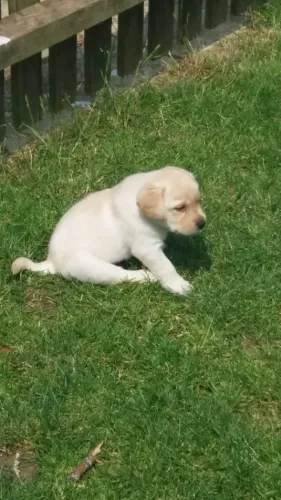 Labrador Retriever,Labrador Retriever Filhote Vacinado e Vermifugado