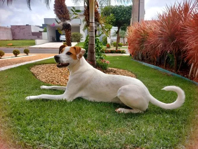 DOA-SE CACHORRO MACHO CASTRADO 