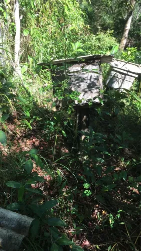 Caixas de abelhas com mudas