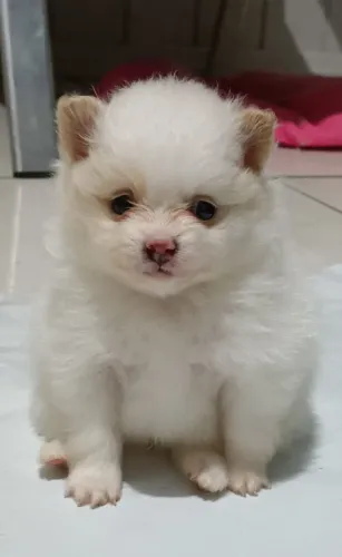 Spitz Alemão Anão