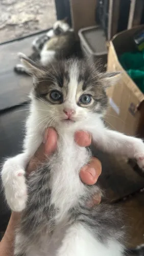 Gatinhos