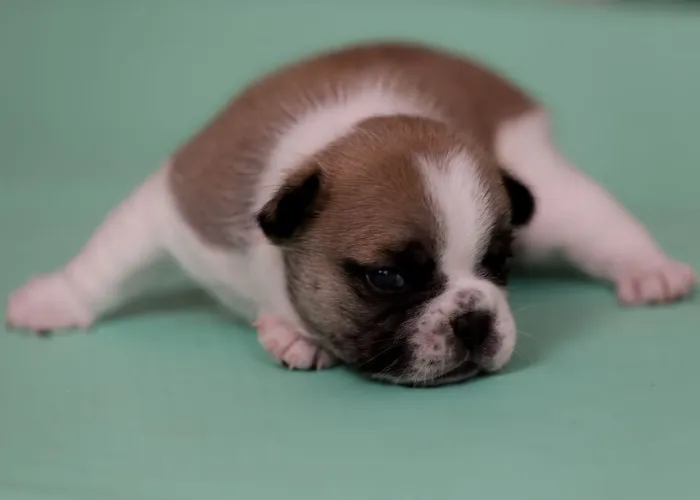 Bulldogue francês