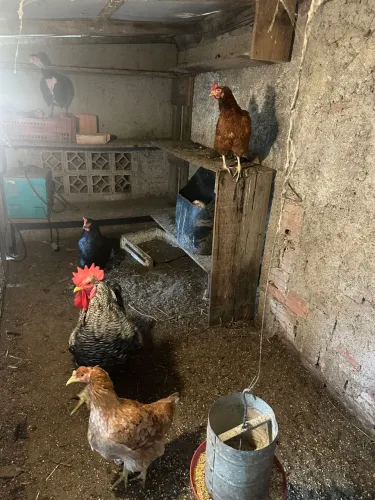 Galinhas e galos