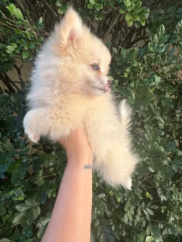 Filhote Fêmea cor creme Spitz alemão ou Lulu da Pomerania