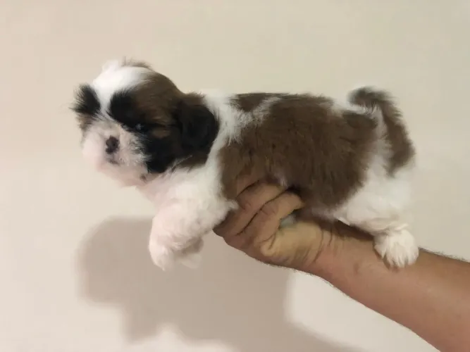 Shih Tzu