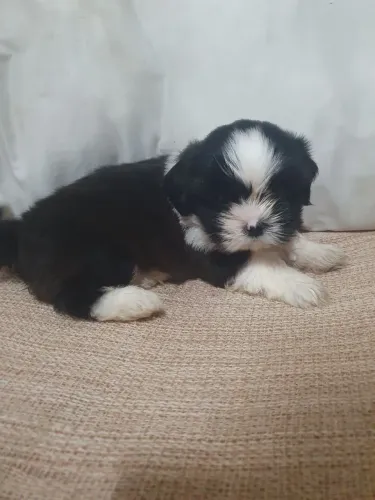 Filhote macho shih tzu