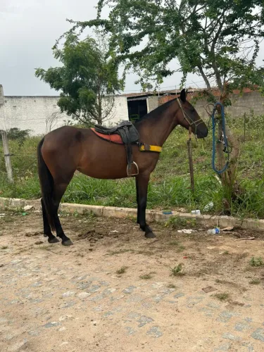 Égua é cavalo