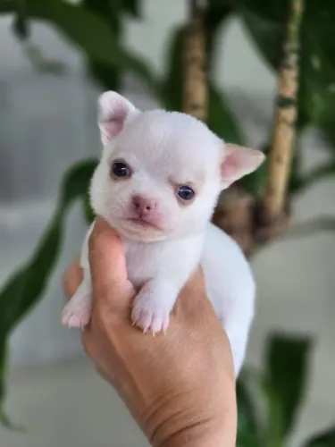 Chihuahua Pêlo Curto Macho - Um Encanto!