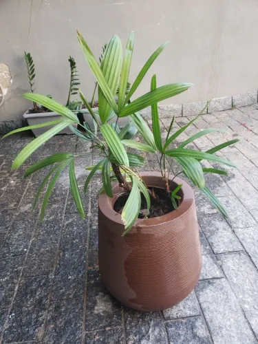 Vasos de planta