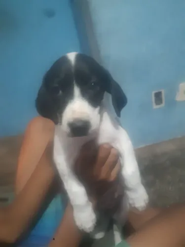 Cachorro