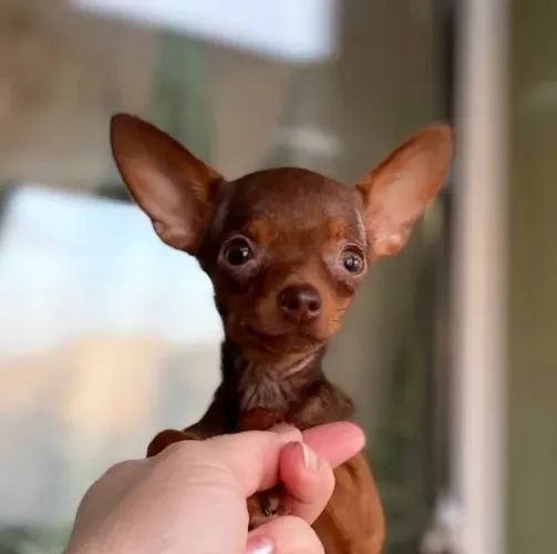 Pinscher 00-Melhor linhagem da raça A pronta entrega 