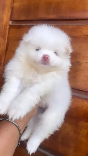 Spitz alemão anão belíssimos Ursinhos