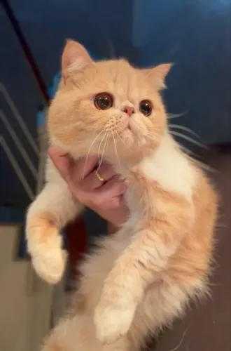 Gato Persa Exótico Macho