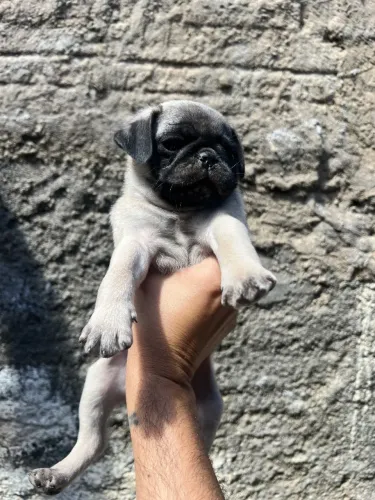 Filhote de pug