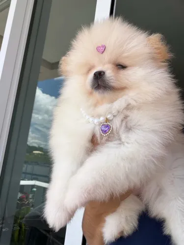 Lulu da pomerânia ANÃO fêmea