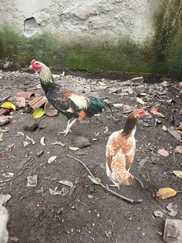 Galos caipira e galinhas caipira