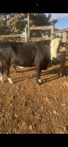 Vacas leiteiras