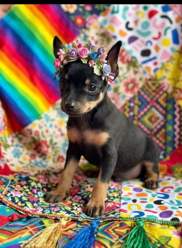 Maravilhosa fêmea de pinscher 