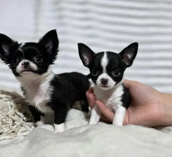 Filhotes chihuahua