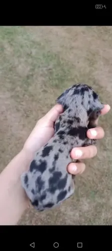 Dachshund macho arlequim