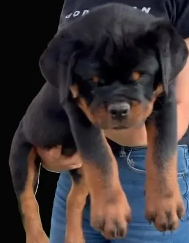 MACHOS E FÊMEAS DE ROTTWEILER