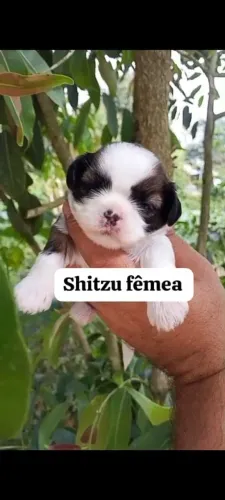 Shitzu fêmea para reserva