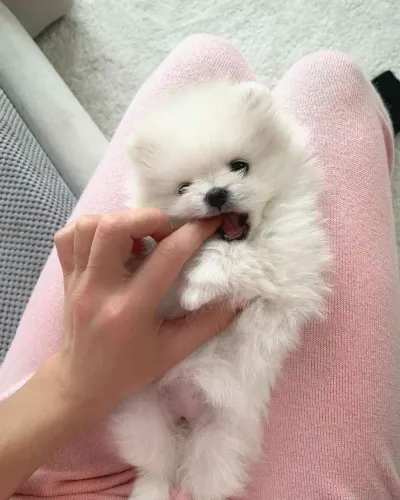 Filhote spitz alemão, Venha conhecer os bebês mais fofos da cidade!