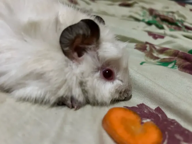 Porquinho da india