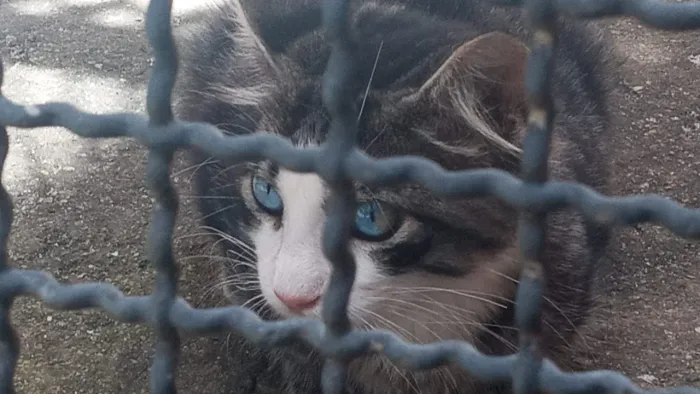 Gatos para Adoção 