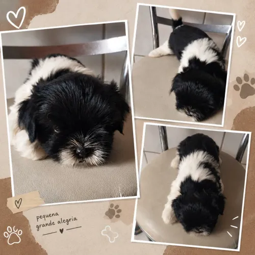 Vende-se Shih Tzu