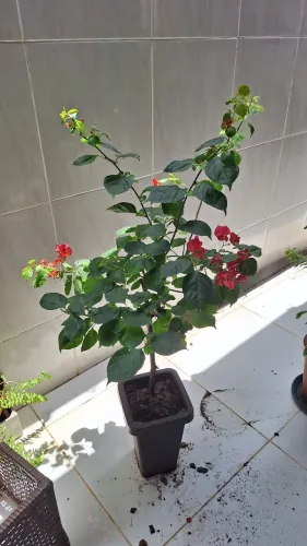 Vende planta bougainville 