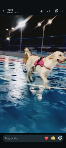 Doação labradora legítima