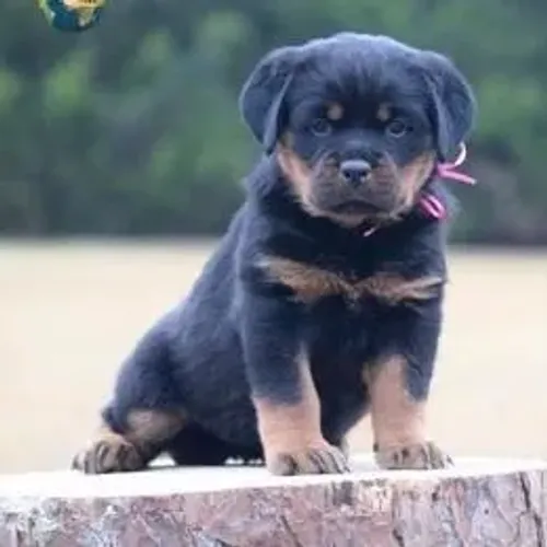 Rottweiler,Rottweiler Filhote com Forte Padrão da Raça e Ótimo Temperamento