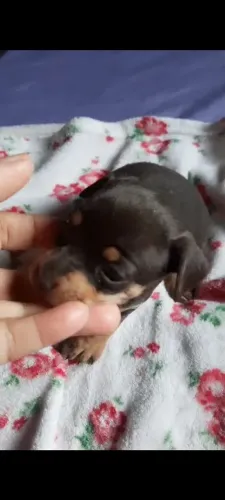 Pinscher zerinho chocolate