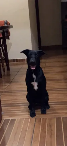 Cachorro