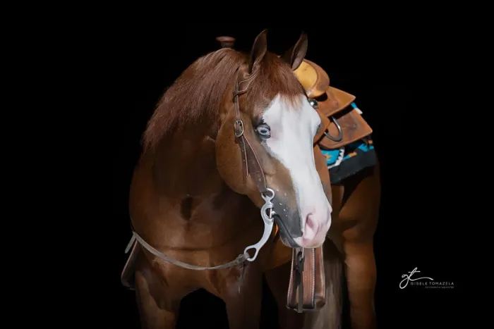 Cavalo quarto de milha PÓ REG MALACARA OLHOS AZUIS GUNNER