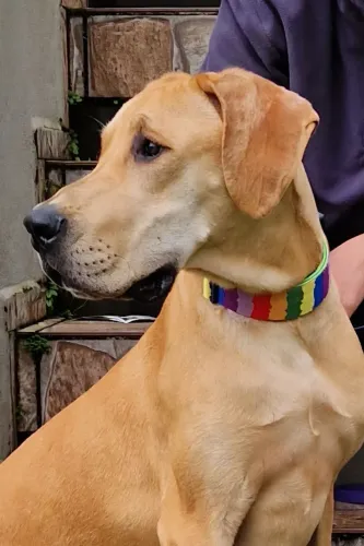 Filhotes Dogue Alemão Dourado