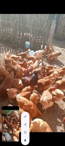 Vendo galinha caipira ponhedeira já colocando ovos whatsapp *
