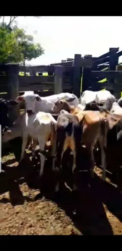 A venda Bezerras 2.200 reais cada uma