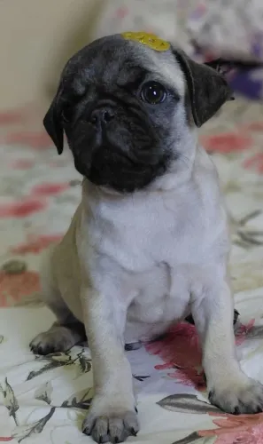 Pug macho