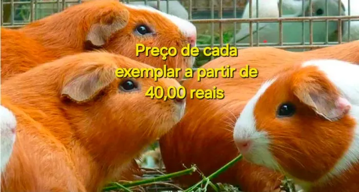 Porquinhos da Índia