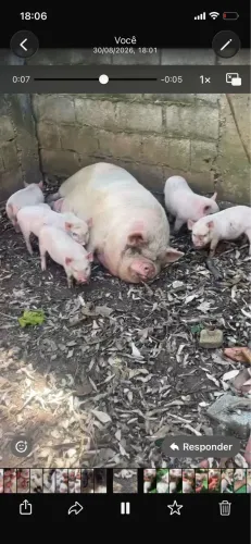 Mini pig rosa