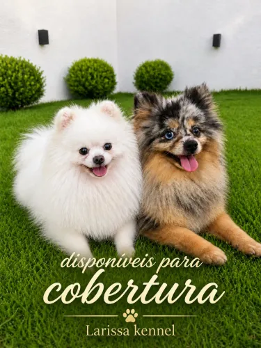 Spitz alemão - Cobertura 