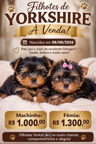 Vendo yorkshire nascidos 08/08 Femia e macho